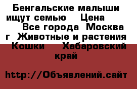 Бенгальские малыши ищут семью) › Цена ­ 5 500 - Все города, Москва г. Животные и растения » Кошки   . Хабаровский край